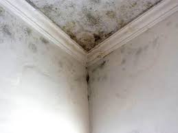 Environmental Consulting for Mold Prevention in Blissfield, MI